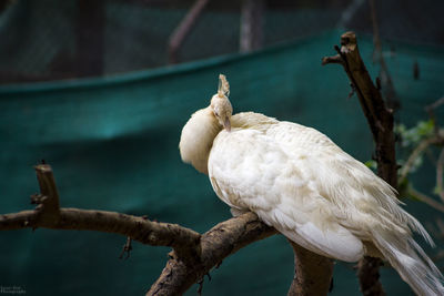 Close-up of white peacock perching on branch