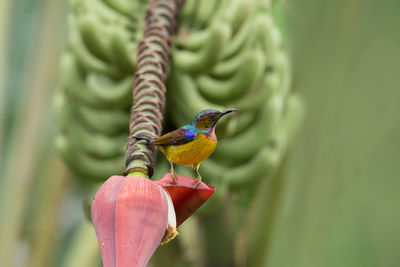 Close-up of bird perching on tree