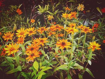 Close-up of yellow flowers