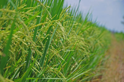 Close-up of crops growing on field