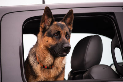 Dog looking through car