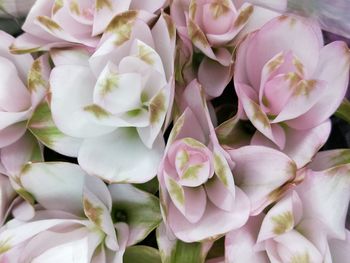 Full frame shot of flowers