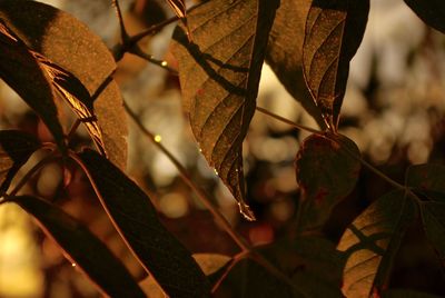 Close-up of maple leaves on branch