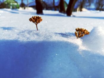 Close-up of snow on field during winter