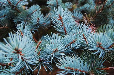 Close-up of pine tree growing outdoors