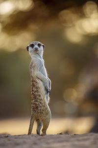 Meerkat