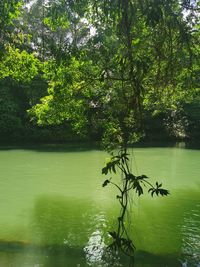 Scenic view of lake by trees