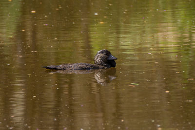 Duck swimming in lake