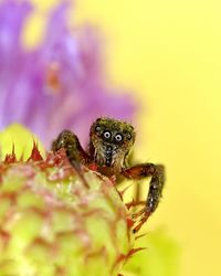 Close-up of spider