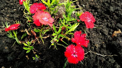 High angle view of red flowers blooming outdoors