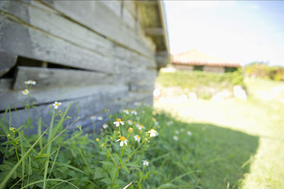 Close-up of plants growing on field