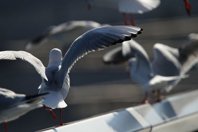 bird