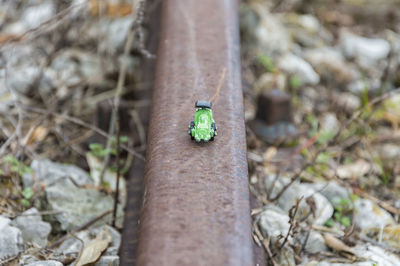 Close-up of insect on tree trunk