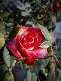 Close-up of rose blooming outdoors