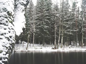 Close-up of trees in forest during winter