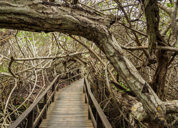 Footpath amidst trees in forest