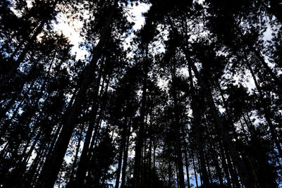 Low angle view of silhouette trees in forest against sky