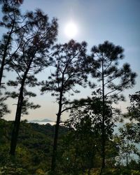 Low angle view of trees in forest against sky