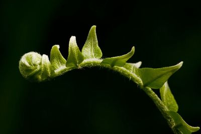 Close-up of plant over black background