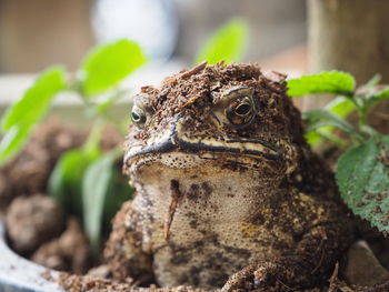 Close-up of a lizard