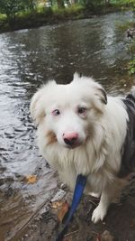 Portrait of dog standing in lake