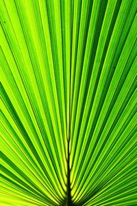 Close-up of palm leaf