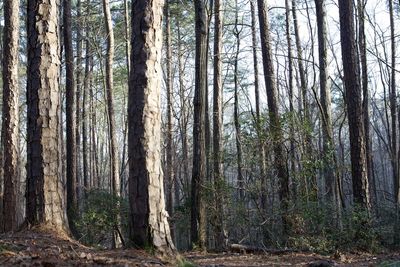 Pine trees in forest