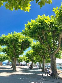Trees in park against sky