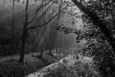 Trees in forest