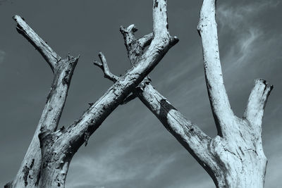 Close-up of bare tree against sky