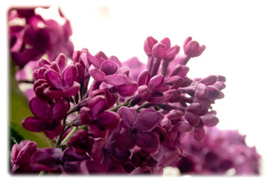 Close-up of pink flowering plant against white background