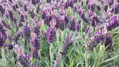 Full frame shot of lavender field