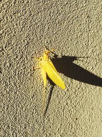 Close-up of yellow leaf