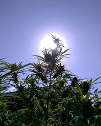 Low angle view of trees against blue sky