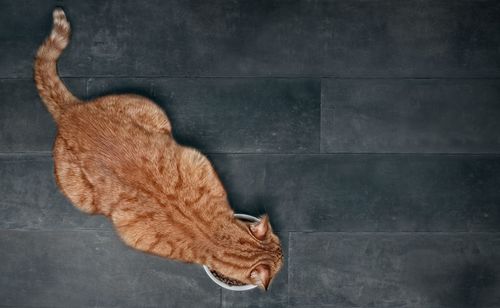 High angle view of a cat resting