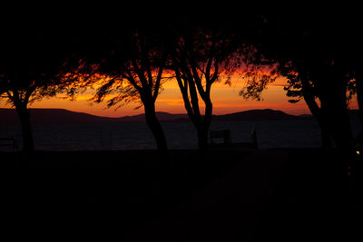 Silhouette trees on beach against sky during sunset