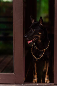 Dog looking through window