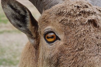 Close-up of a horse