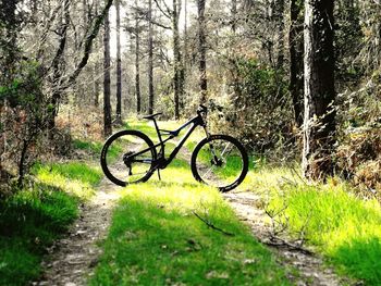 Bicycle parked by trees in forest