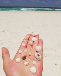 Cropped hand holding seashells at beach