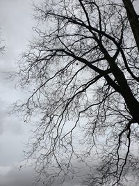 Low angle view of silhouette bare tree against sky