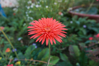 Close-up of red flower