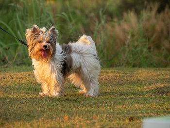 Dog running on field