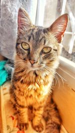 Close-up portrait of tabby cat