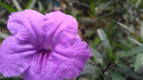 Close-up of pink rose flower