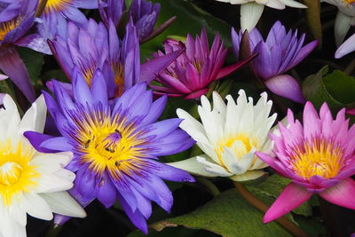 Close-up of purple flowers blooming outdoors
