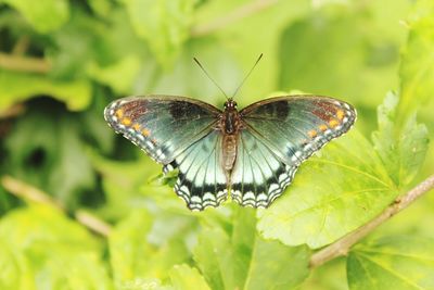 Close-up of butterfly on leaf