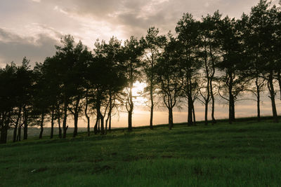 Trees on field against sky during sunset