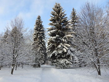 Trees on snow covered land against sky