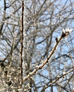 Low angle view of snow on tree against sky